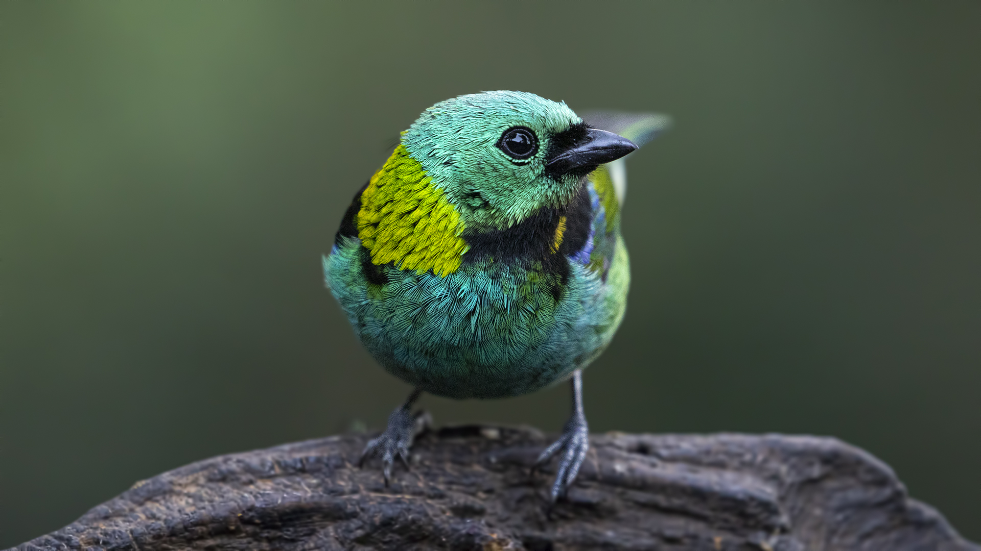 Green-headed Tanager
